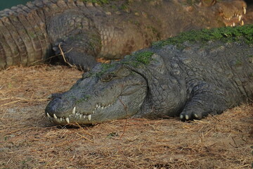 big mugger or marsh or fresh water crocodile (crocodylus palustris) resting on the bank of river