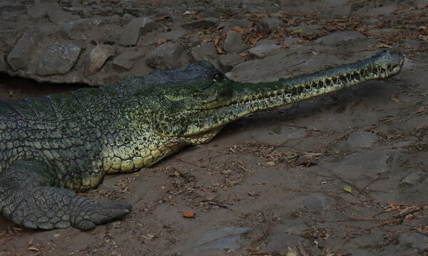 narrow snouted fish-eating crocodile or gharial (gavialis gangeticus) also known as gavial, is a endangered species and endemic to northern india