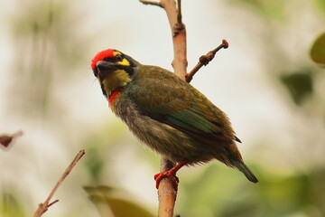 colorful coppersmith barbet or crimson breasted barbet (psilopogon haemacaphalus) perching on a tree, summer season in indian tropical forest