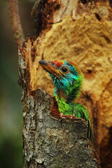 beautiful blue throated barbet (psilopogon asiaticus) chick in the nest, summer season in indian tropical forest