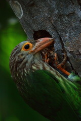 lineated barbet (psilopogon lineatus) trying to build its nest in summer season, tropical forest in india 