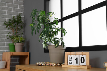 Plant with calendar on table in room, closeup