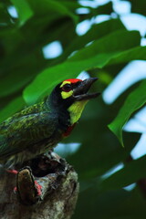 colorful coppersmith barbet or crimson breasted barbet (psilopogon haemacaphalus) perching on a tree, summer season in indian tropical forest