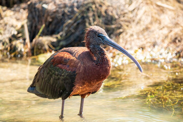 The glossy ibis, latin name Plegadis falcinellus, searching for food in the shallow lagoon.
