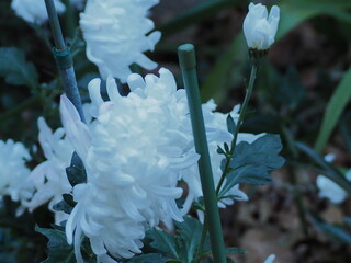菊