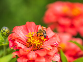 A bee collects nectar from Red marigolds flower in the garden in summer close-up.