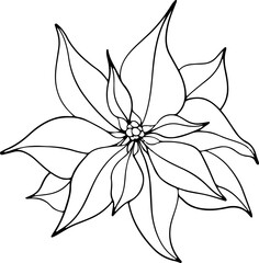 Poinsettia flowers, Winter star flower. Botanical line art element. ink graphic. Hand painted outline illustration for Christmas or New Year greeting card design, holiday decoration, wedding