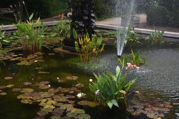 Fountain with blooming aquatic plants