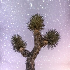 yucca tree, joshua tree national park, stars