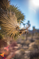 Highly detailed, Yucca tree, Joshua Tree National Park, Shallow depth of field