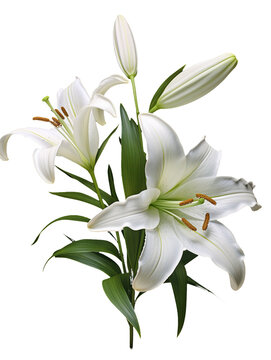 madonna lily flower element in isolated background