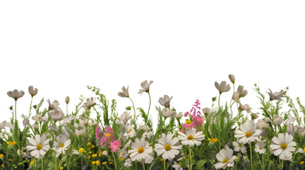 Fototapeta premium field of flowers