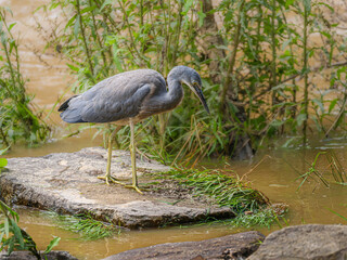 Grey Heron On Rock Looks Down