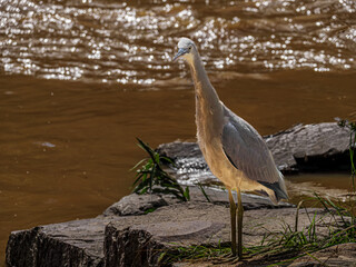 Grey Heron Stands Tall