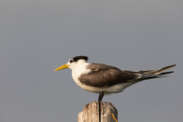 A greater crested tern perched on a stick on the backwaters in south india