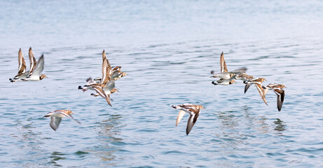 A flock of snipe and ruddy turnstone flying along the sea shore in karnatan in south india.
