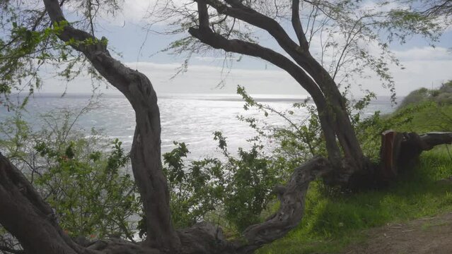 a static shot of the Pacific Ocean through bendy trees on the coastline of Oahu Hawaii