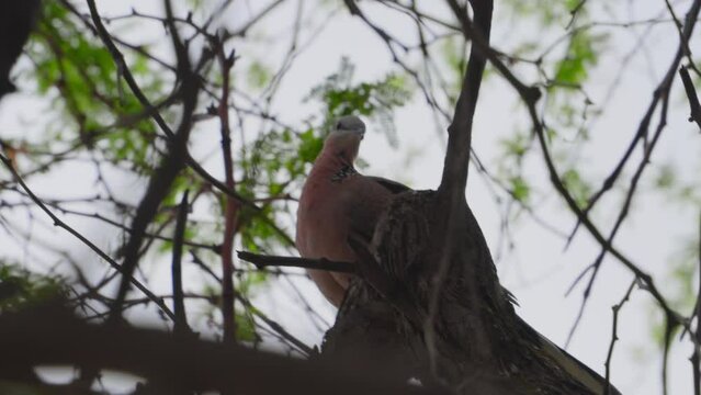 A spotted Dove is perched in a tree displaying his rosey orange breast as he ruffles his feathers