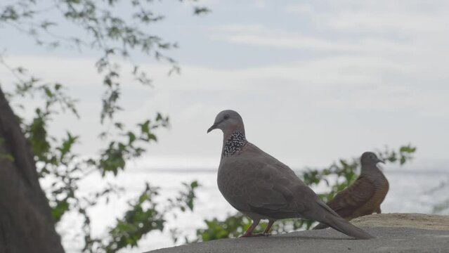 a spotted Dove stands gazing at the Pacific Ocean before being joined by another bird