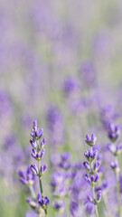 Lavender flowers blooming in the garden with blurred background.