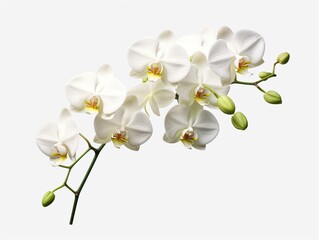 white orchids element in isolated background