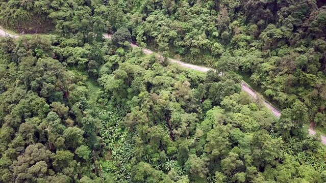 Aerial logistics concept. A winding road traverses the vibrant tropical rainforest, creating a mesmerizing blend of nature and transportation.