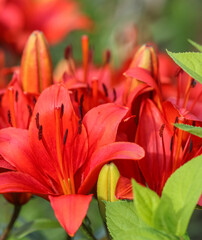 Fototapeta premium Red lily in the garden. Gardening concept