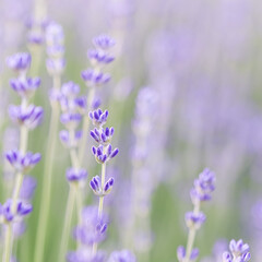 Obraz premium Lavender flowers blooming in the garden with blurred background.