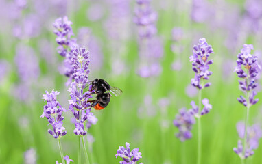 Purple lavender background with bumblebee in the garden