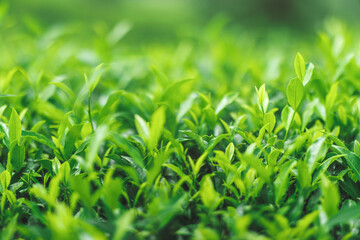 Close-up fresh perfect tea bud and leaves on tea plantations. High quality banner photo with copy space background for text