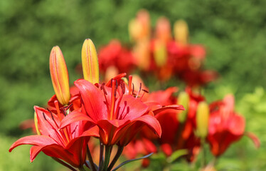 Red lily in the garden. Gardening concept
