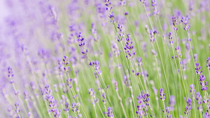 Obraz premium Lavender flowers blooming in the lavender field. Soft focus