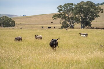Naklejka na ściany i meble australian agriculture beautiful farming landscape with cows grazing in a field of tall dry grass in summer in australia
