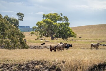 australian agriculture beautiful farming landscape with cows grazing in a field of tall dry grass in summer in australia