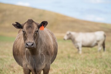 beef meat cow on a farm. herd of cattle in summer