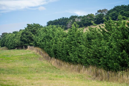 tree hedge of a farm in australia