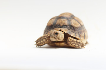 Naklejka premium Cute small baby African Sulcata Tortoise in front of white background, African spurred tortoise isolated white background studio lighting,Cute animal