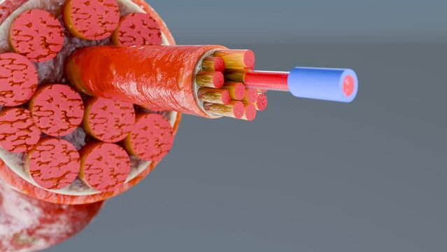 3d Illustration of Muscle Type: Heart muscle - cross section through muscle with muscle fibers visible - 3D Rendering

