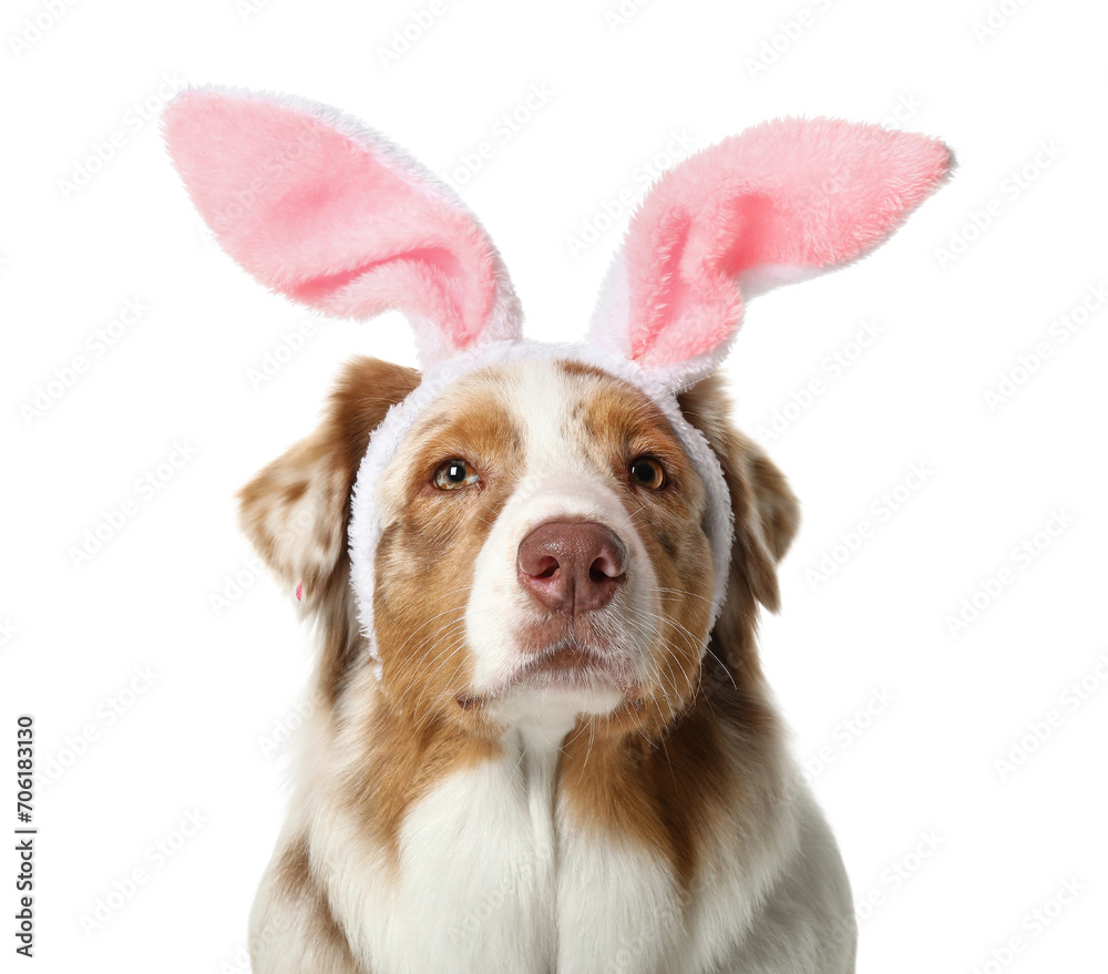 Wall mural cute australian shepherd dog in bunny ears on white background, closeup. easter celebration