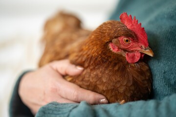 hugging a Pasture raised poultry on a regenerative agriculture farm. With hens and chooks