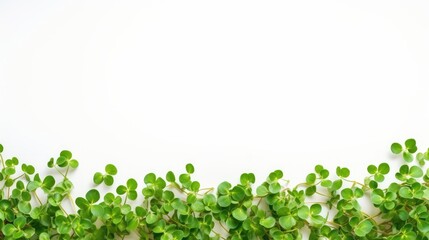 Greenery white background with copyspace. Macro Business banner of Eco plants and herbs with blank place for text. Closeup Fresh Micro greens and superfood with copy space