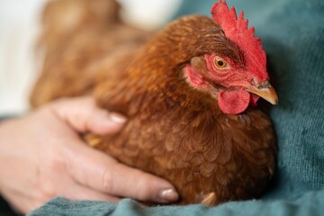 hugging a Pasture raised poultry on a regenerative agriculture farm. With hens and chooks