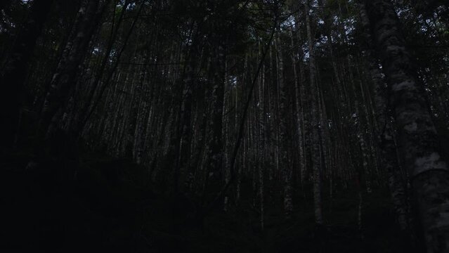 夏の八ヶ岳　日の出前の薄暗い白樺の森　日本の山 長野県