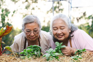 Two senior asian woman Inhale the scent of genovese basil planting in garden.Genovese basil plants.Basil (Ocimum basilicum),also called sweet basil, is a tender plant, and is used in cuisines worldwid - obrazy, fototapety, plakaty