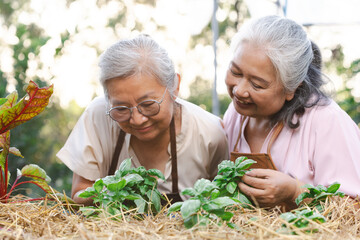 Two senior asian woman harvestin branch of genovese basil planting in garden.Genovese basil plants.Basil (Ocimum basilicum),also called sweet basil,is a tender plant, and is used in cuisines worldwide - obrazy, fototapety, plakaty