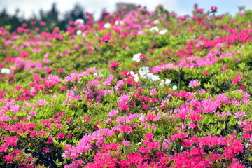 Fototapeta premium 菅無田公園 山口 ツツジ