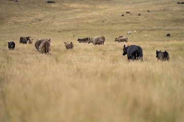 cow portrait in a field on a farm in summer