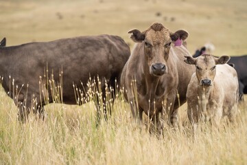 cow portrait in a field on a farm in summer