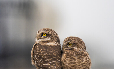 pair of owlets looking in one direction