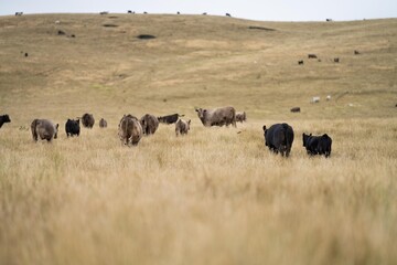 Cows in a field, Stud Beef bulls, cow and cattle grazing on grass in a field, in Australia. breeds...